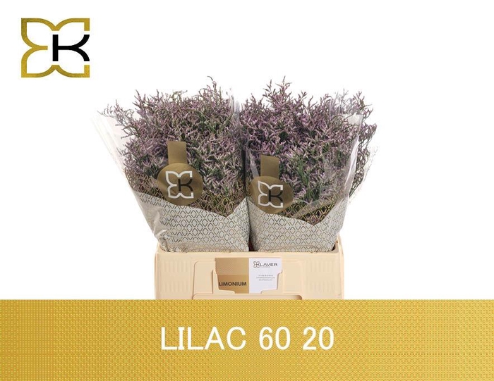 <h4>LIM SAF LILAC</h4>