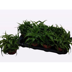 .Chlorophytum comosum green bonnie