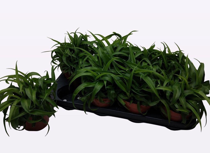 <h4>.Chlorophytum comosum green bonnie</h4>
