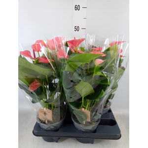 Anthurium andr. 'Sweet Dream'