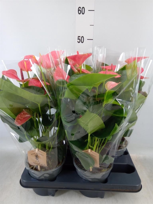 <h4>Anthurium andr. 'Sweet Dream'</h4>
