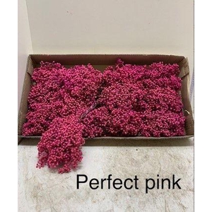 Pepperberry Pink Pale