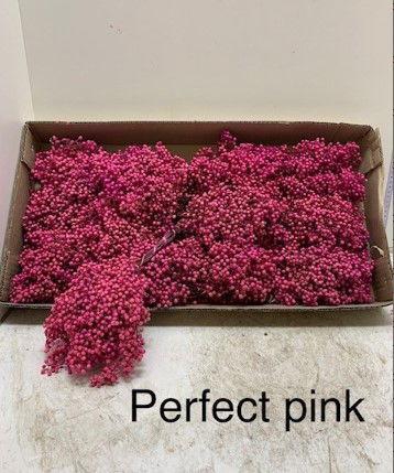 Pepperberry Pink Pale