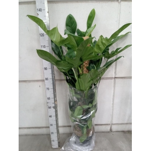 Philodendron bipennifolium