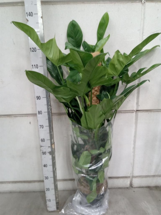 <h4>Philodendron bipennifolium</h4>