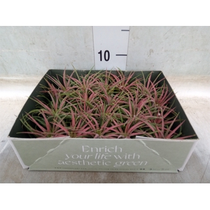 Tillandsia
