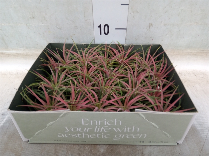 <h4>Tillandsia</h4>
