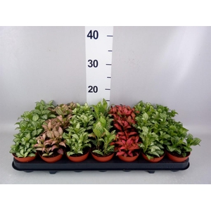 Fittonia   ...mix 7