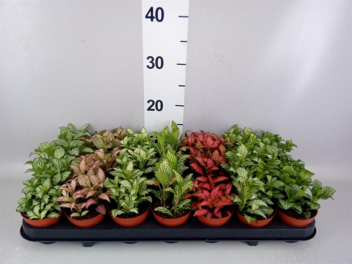 <h4>Fittonia   ...mix 7</h4>