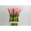 Zantedeschia Eydolls Pink