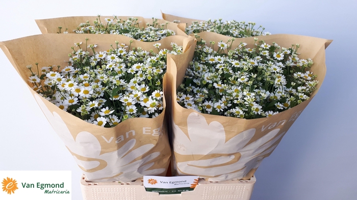 <h4>TANA PA CAMERON</h4>