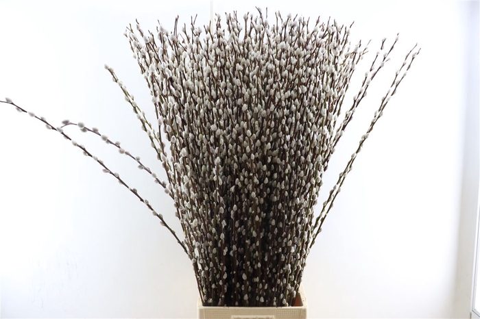 <h4>Salix Wilgenkatjes 120cm P Stem</h4>