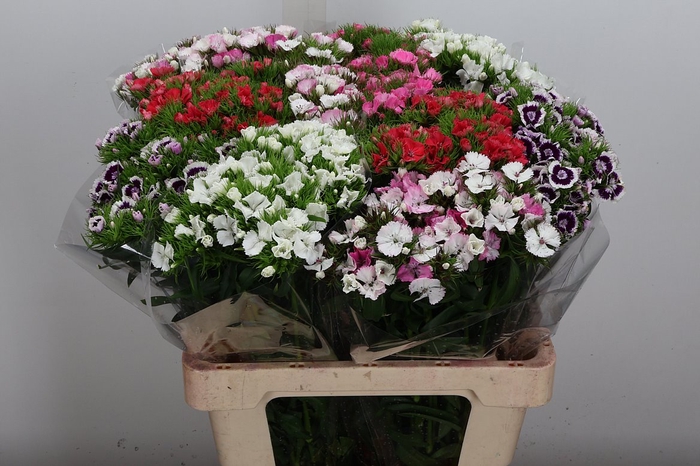 <h4>Di Barb 60cm Mixed</h4>