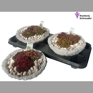 Arr Tuinplanten In Rond Beton