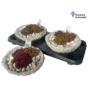 arr8 Arr Tuinplanten In Rond Beton