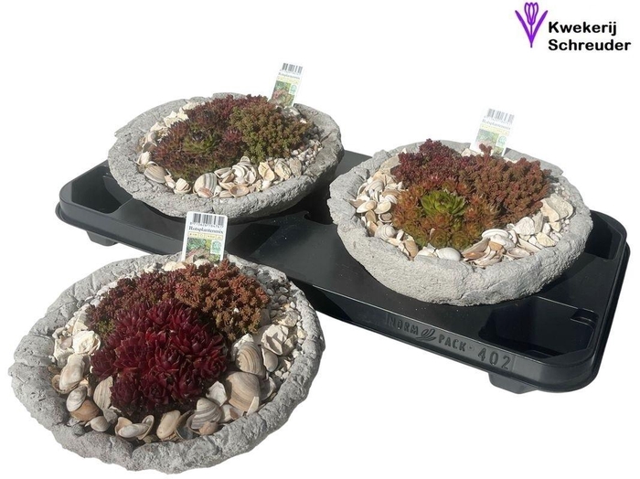 <h4>arr8 Arr Tuinplanten In Rond Beton</h4>