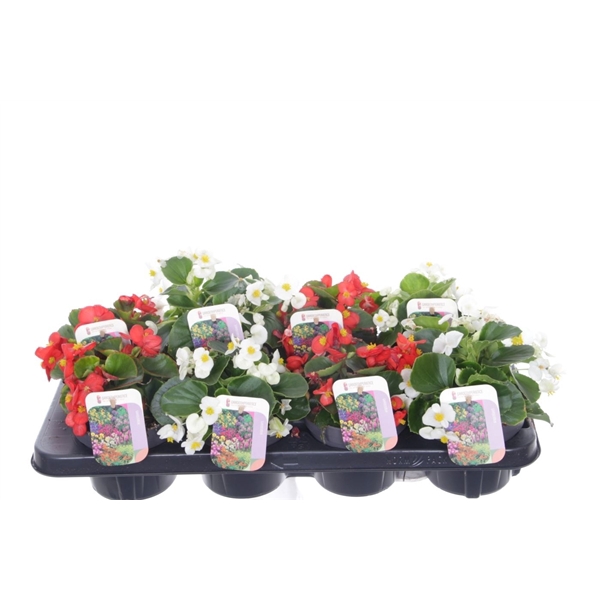<h4>Begonia Mix</h4>