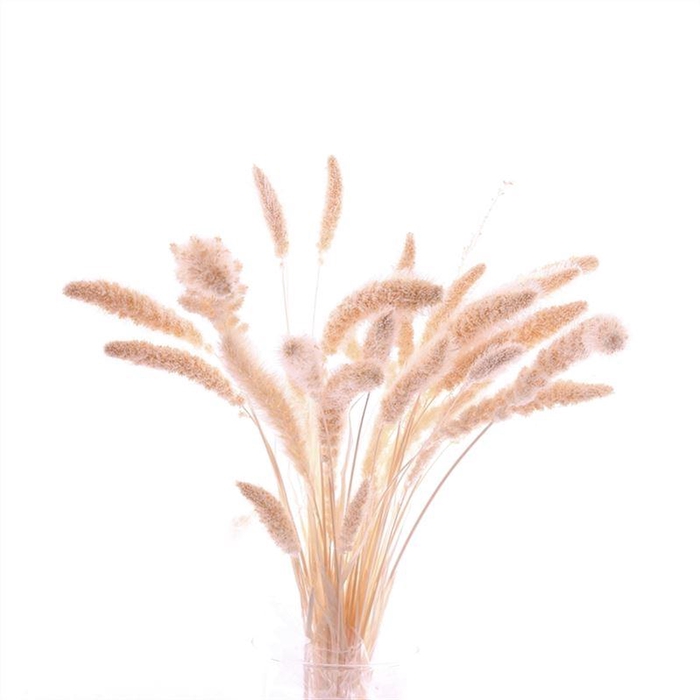 <h4>Setaria Gebleekt</h4>