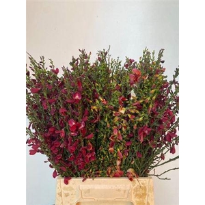 Cytisus Boskoop Ruby