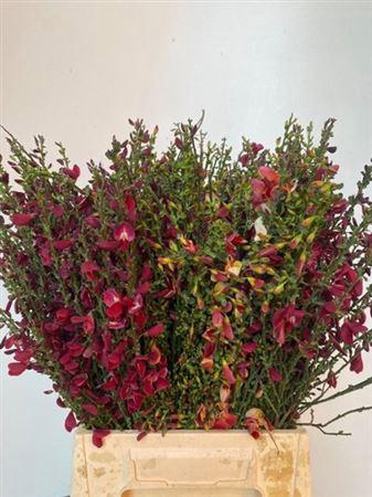 <h4>Cytisus Boskoop Ruby</h4>
