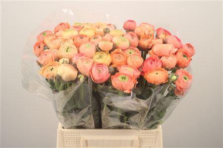 <h4>Ran El. Salmon Ex</h4>