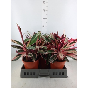 Stromanthe sanguin. 'Triostar'