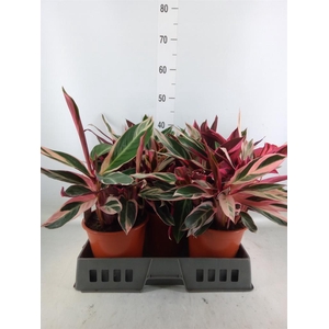 Stromanthe sanguin. 'Triostar'