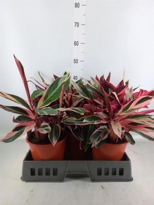 <h4>Stromanthe sanguin. 'Triostar'</h4>