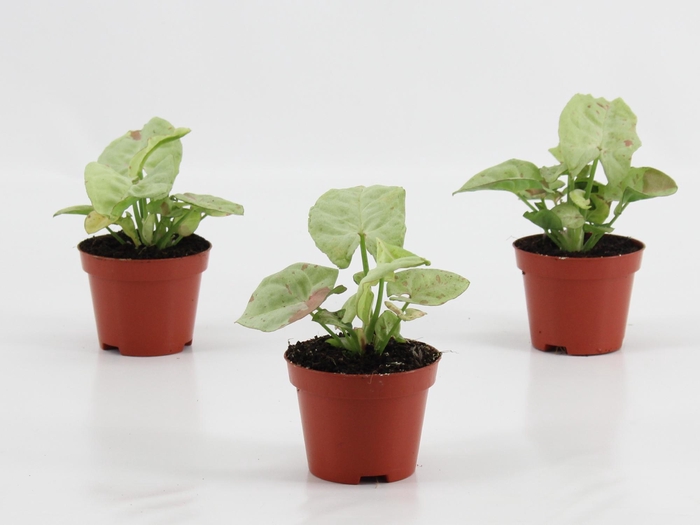 <h4>Syngonium Confetti</h4>