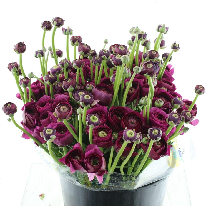 <h4>Ran Su Sr Renoir Purple Super</h4>