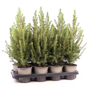 Picea glauca 'Conica'