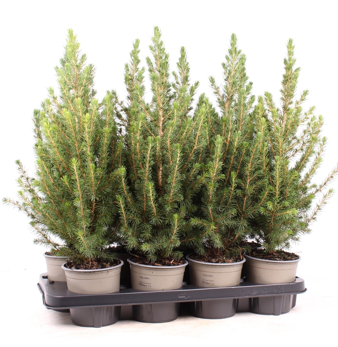 <h4>Picea glauca 'Conica'</h4>