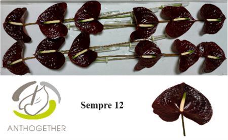 <h4>Anth Sempre</h4>