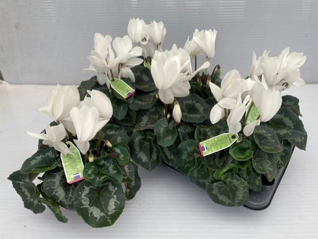 <h4>CYCL GR SUP VINTRO</h4>