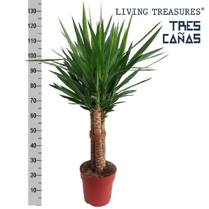 <h4>Yucca Elephantipes 3 toef Tres Canas</h4>
