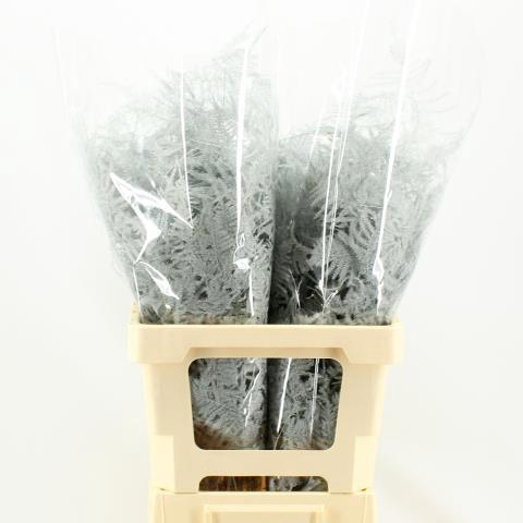 <h4>ASP OV KLB H%</h4>