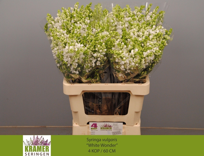 <h4>SYR VU WHITE WONDER</h4>