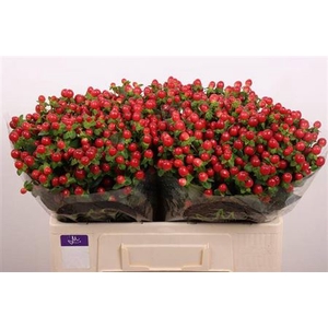 Hypericum androsaemum Tomato Flair
