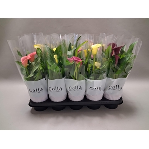 Zantedeschia gemengd Castlemix