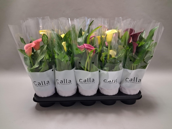 <h4>Zantedeschia gemengd Castlemix</h4>