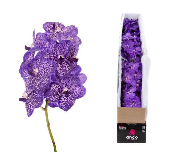 <h4>Vanda 'Sunanda Blueberry Smoothie'</h4>