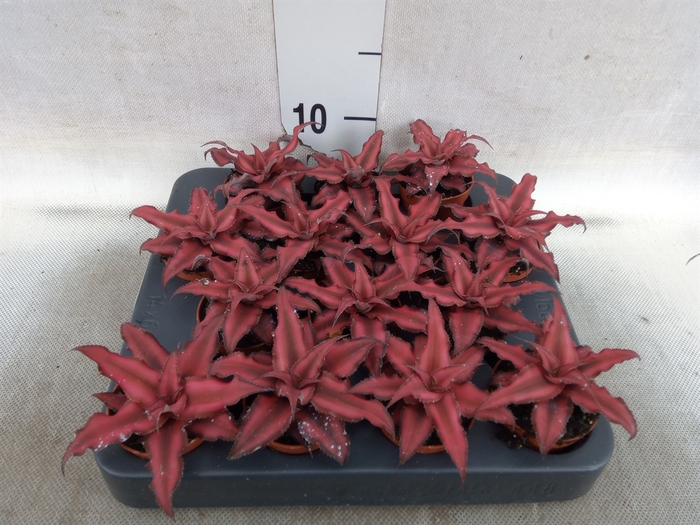 Cryptanthus bivittatus 'Red Star'