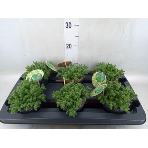 Delosperma echinatum