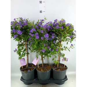 Lycianthes ran. 'Blue Fountain'