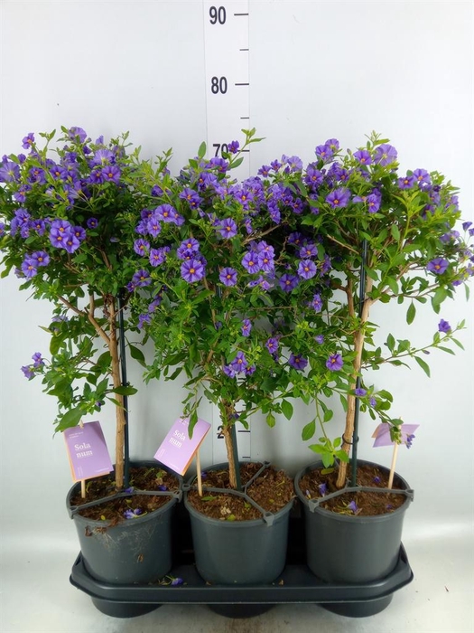 <h4>Lycianthes ran. 'Blue Fountain'</h4>