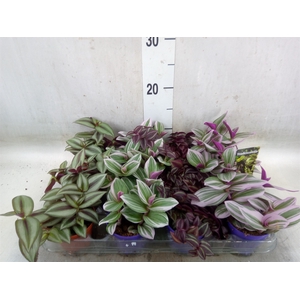 Tradescantia   ...mix