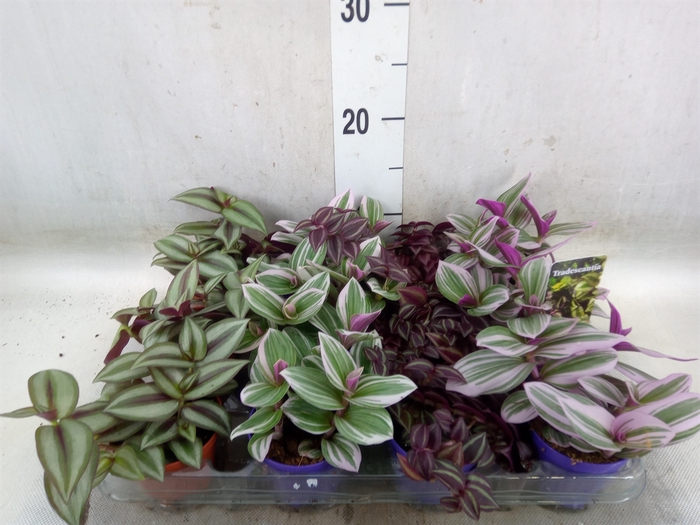 <h4>Tradescantia   ...mix</h4>
