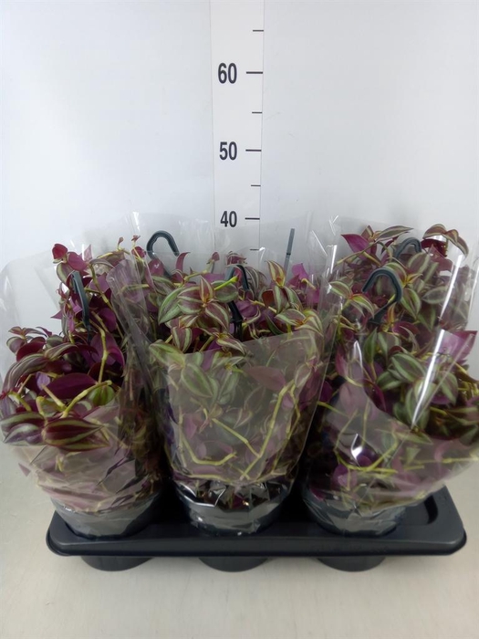 <h4>Tradescantia   ...</h4>