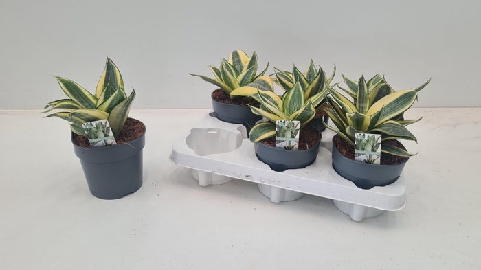 <h4>SANSEV HAHNII</h4>