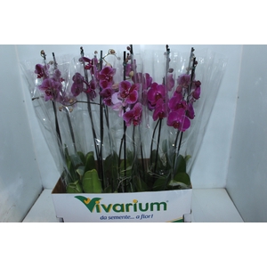 PHALAENOPSIS MIX P12 ROSA